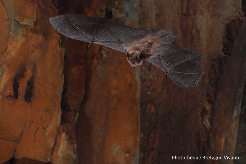 Murin à oreilles échancrées